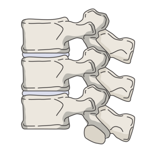 健康な椎体（普通の状態）